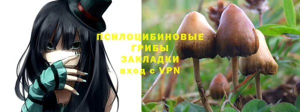 индика Абаза